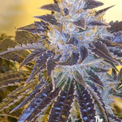 Close-up of a cannabis plant with deep purple leaves and frosty trichomes, under indoor lighting. Text at bottom right reads "Larry OG Kush (F).