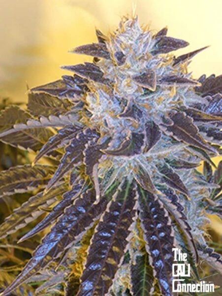 Close-up of a cannabis plant with deep purple leaves and frosty trichomes, under indoor lighting. Text at bottom right reads "Larry OG Kush (F).
