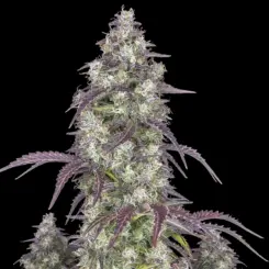Lemon Pie Auto Cannabis Seeds by Fastbuds