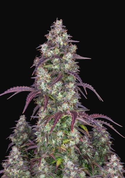 Lemon Pie Auto FastBuds