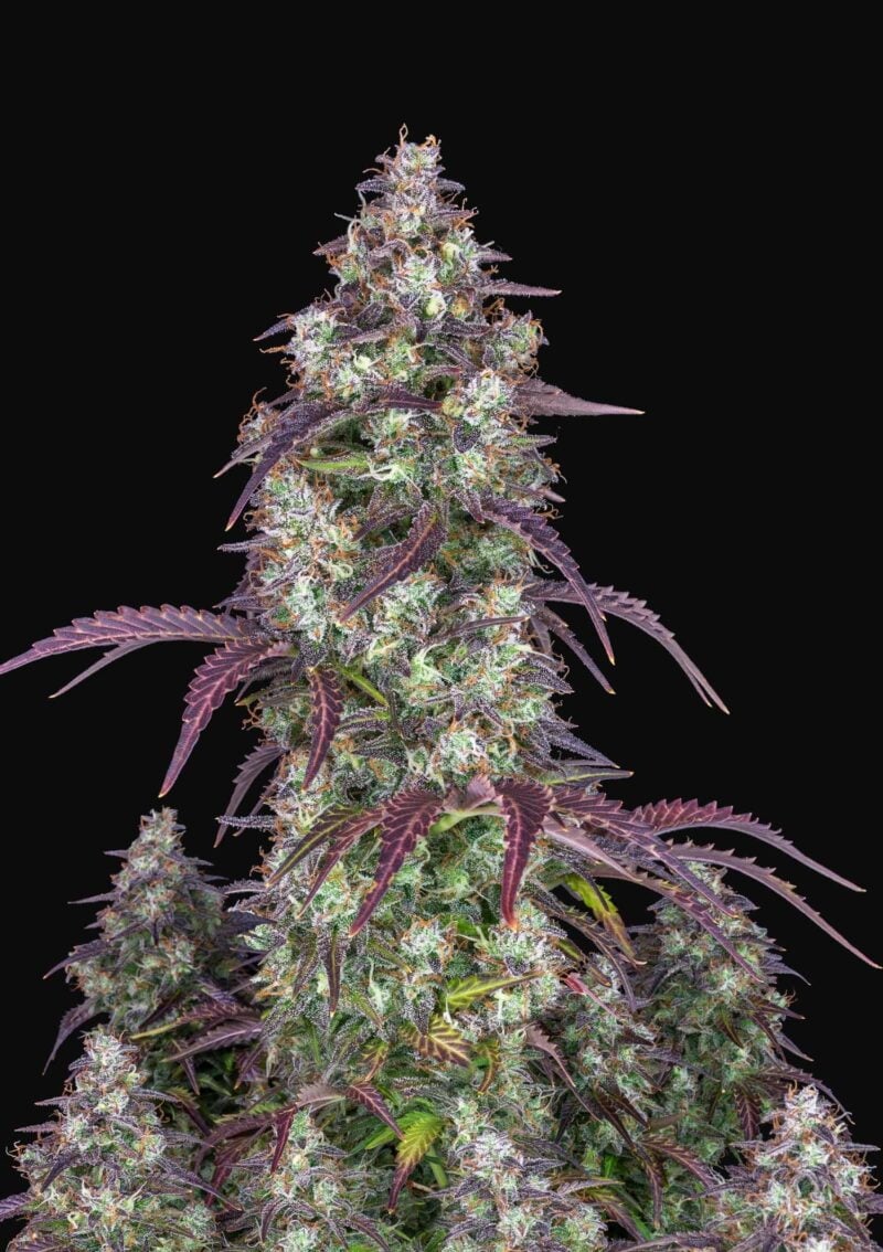 Lemon Pie Auto FastBuds