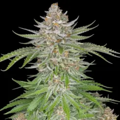 Strawberry Pie Auto Cannabis Seeds by Fastbuds