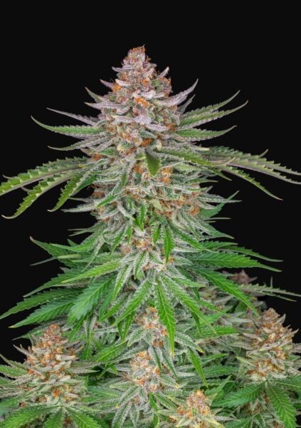 Strawberry Pie Auto FastBuds