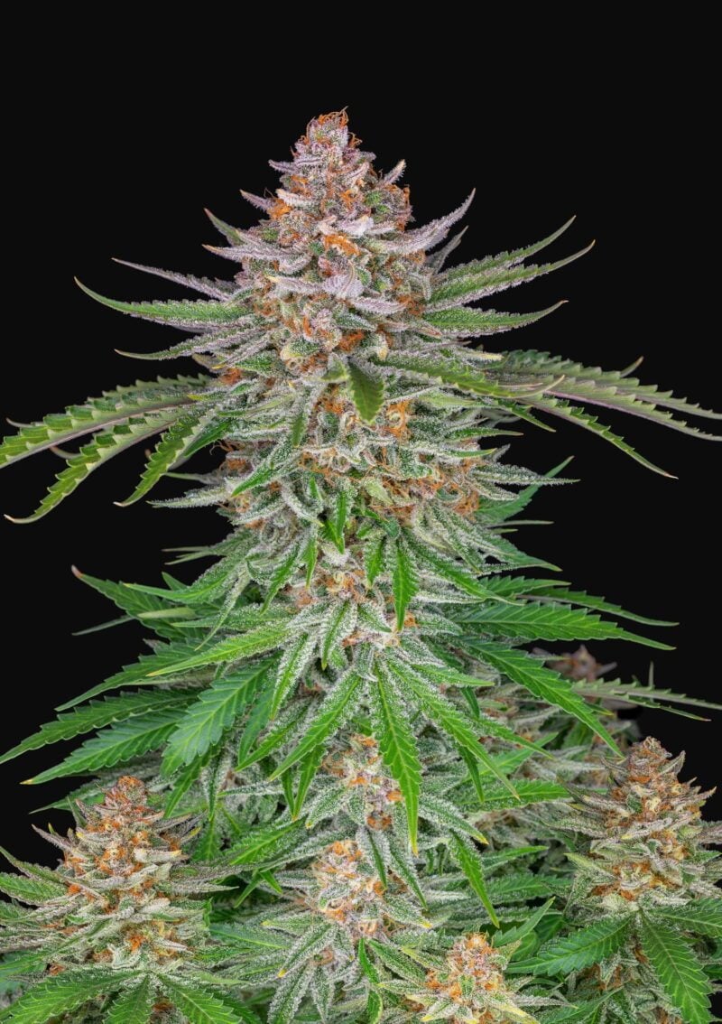 Strawberry Pie Auto FastBuds