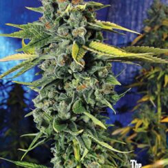 Red Berry Tartz (F) – Buy Cannabis Seeds Online | North