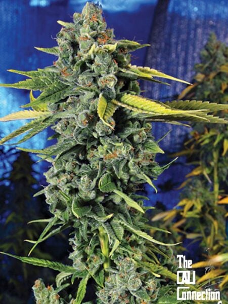 Cali Connection Blue Dream Haze