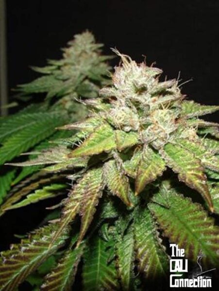 Close-up image of a Pre98 Bubba BX2 (F) cannabis plant with visible trichomes and leaves. Logo in the bottom right corner reads "The Cali Connection.