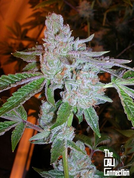 Close-up of a cannabis plant with dense, crystal-covered buds. "The Cali Connection" text logo is in the bottom-right corner.