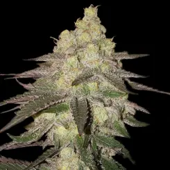 Banana Daddy Auto Cannabis Seeds by Ethos