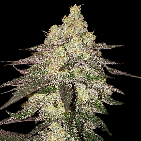 Banana Daddy Auto Cannabis Seeds by Ethos