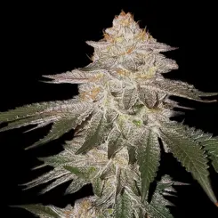 Pina Auto RBX2 Cannabis Seeds by Ethos Genetics