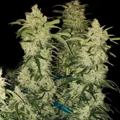 Zweet Auto Cannabis Seeds by Ethos Genetics