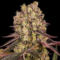Runtz Muffin Cannabis Seeds by Barney's Farm
