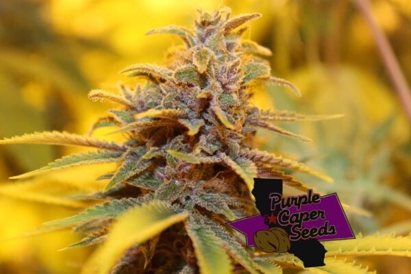Purple Caper 4G