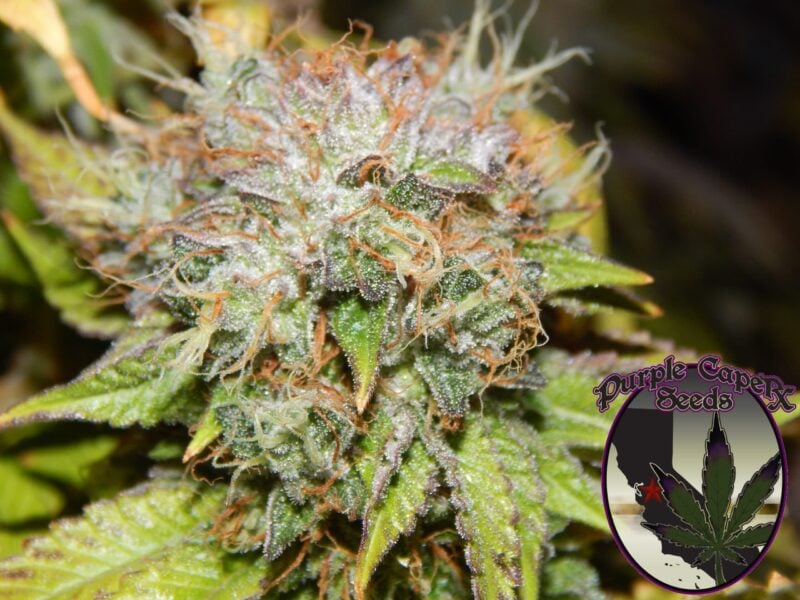 Close-up of a cannabis plant bud with frosty trichomes and green leaves, reminiscent of the strain Birthday Cake (F). A logo in the bottom right reads "Purple-Caper Seeds" and features a purple marijuana leaf with a detective's hat.