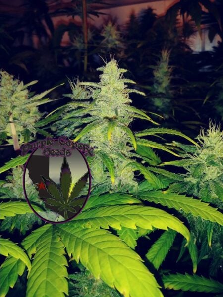 Purple Caper Cherry Tonic Web CBD