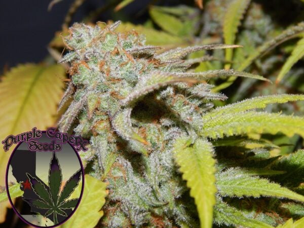 Cookie OG