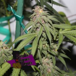 Grape Z Cannabis Seeds by Purple Caper Seeds