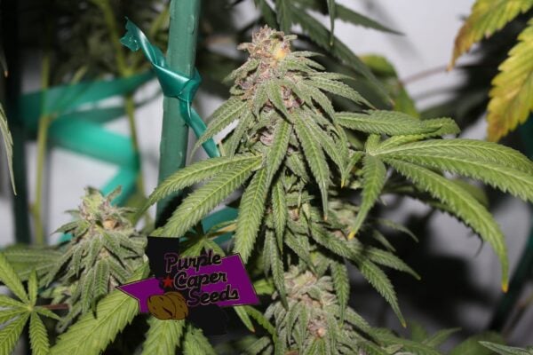 Close-up of a cannabis plant with green leaves and dense buds. A purple label in the foreground reads "Grape Zkittlez (R)." Green support tape is visible in the background.