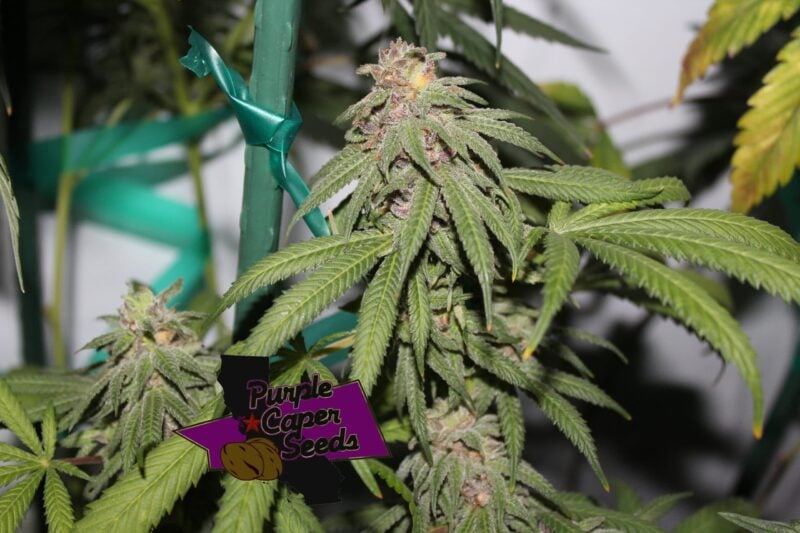 Close-up of a cannabis plant with green leaves and dense buds. A purple label in the foreground reads "Grape Zkittlez (R)." Green support tape is visible in the background.