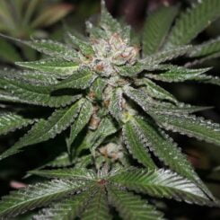 Purple Caper Key Lime Pie