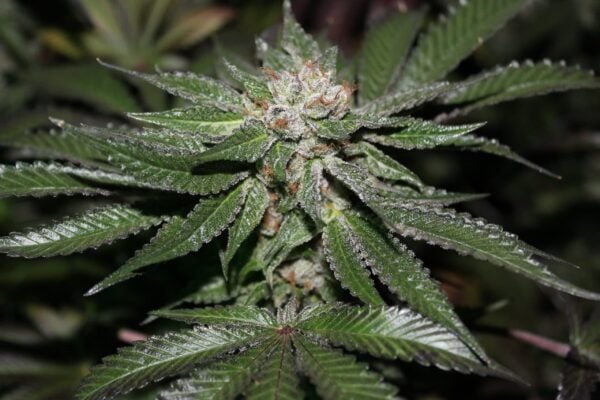 Purple Caper Key Lime Pie