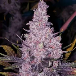 Member OG F-1 Cannabis Seeds by Ethos Genetics