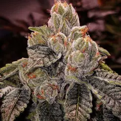 OGDLUX-BX3 Cannabis Seed by Ethos Genetics