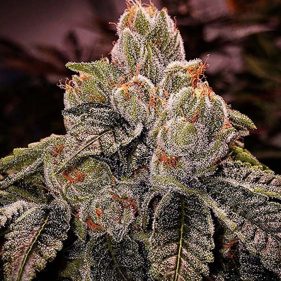 OGDLUX-BX3 Cannabis Seed by Ethos Genetics