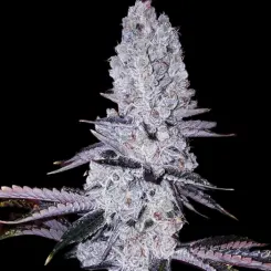 Original Mandarin Cookies R1 Cannabis Seeds by Ethos Genetics
