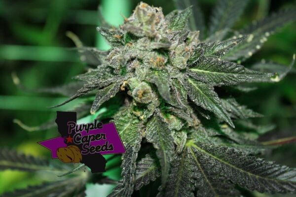 Close-up of a cannabis plant with frosty trichomes, surrounded by dark green leaves. A Purple Caper Seeds logo is placed on the lower left side of the image. The strain hints at vibrant Pink Chocolate (R) undertones, giving it a unique allure.