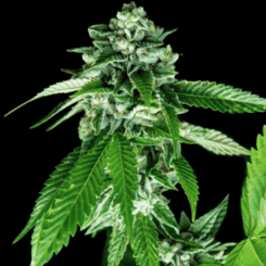 Close-up of a Sorbet Dreams (F) cannabis plant with lush green leaves and dense, trichome-covered buds against a black background.