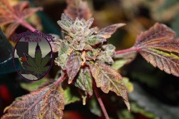 Close-up of a cannabis plant with purple-tinged leaves and buds, exuding a subtle aroma reminiscent of strawberry shortcake, next to a "DISCONTINUED Strawberry Banana Shortcake (F)" logo featuring a stylized leaf and text.