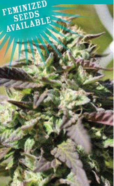 The Bling Humboldt Seed Co