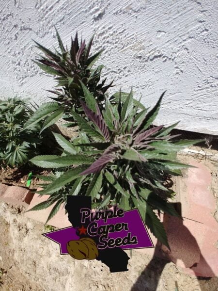 Green and purple leafy plant next to a stucco wall, with a "Truffle Butter (R)" sign in the foreground, reminiscent of a Truffle Butter (R) aroma.
