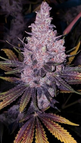 Ethos Genetics Member OG? F-1