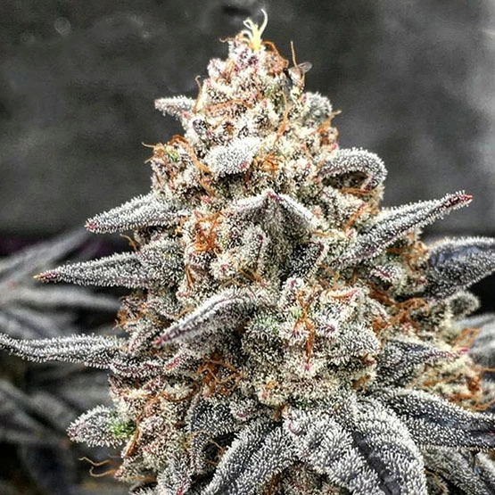 White Wedding RBX Cannabis Seeds by Ethos Genetics