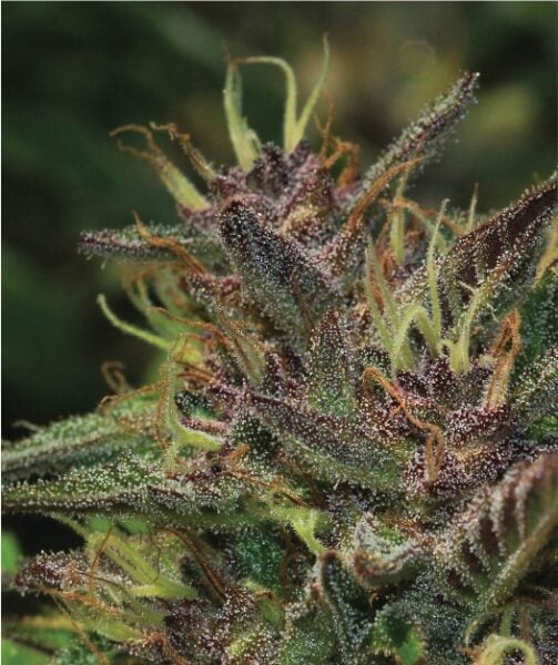 Blueberry Muffin Humboldt Seed Co