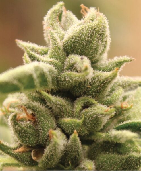 Mango Sherbert Humboldt Seed Co