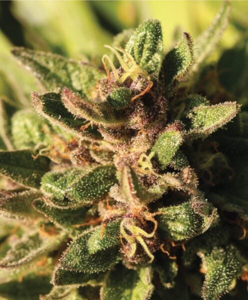 Pineapple Muffin Humboldt Seed Co