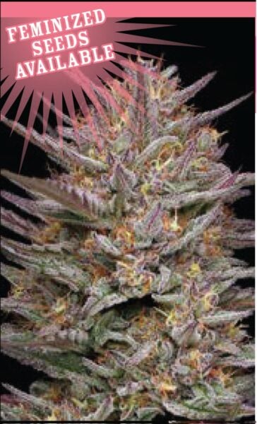 Close-up of a Raspberry Parfait (F) cannabis plant with colorful, frosty trichomes. Text in the top left corner reads "Feminized Seeds Available" with a pink starburst background.