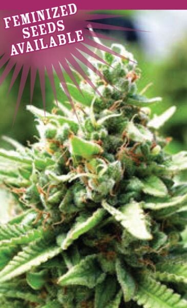 Sure, here's the revised sentence:

Close-up image of a cannabis plant, with prominent green leaves and budding flowers. Text in the top left corner reads, "Feminized Sol Mate Auto Seeds Available.