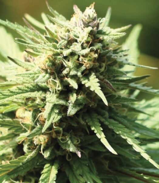 Stoopid Fruits Humboldt Seed Co
