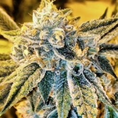 Close-up of a Cornbread (R) cannabis plant with dense, frosty trichomes covering its leaves and buds. The plant is well-developed and appears healthy.
