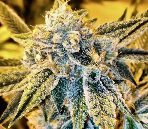 Close-up of a Cornbread (R) cannabis plant with dense, frosty trichomes covering its leaves and buds. The plant is well-developed and appears healthy.