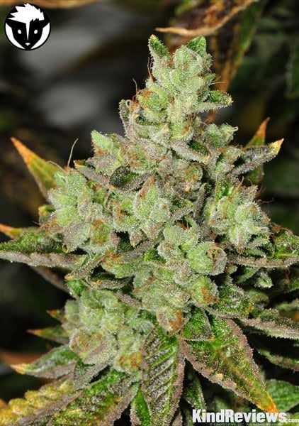 Close-up image of a Venom OG (R) cannabis plant in bud stage with visible trichomes. "KindReviews.com" is noted at the bottom right corner, and a logo is present in the top left corner.