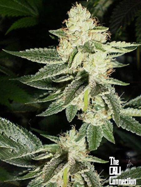 Close-up of a cannabis plant with dense, frosty buds and green leaves. The logo "The Cali Connection" is visible in the bottom-right corner, showcasing their Louis XIII OG (F) strain.