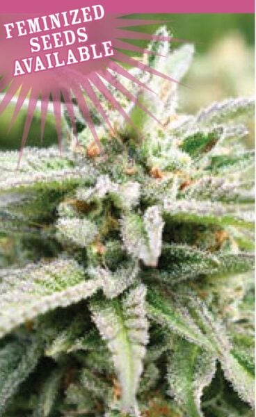Close-up image of a frosted cannabis plant with a pink banner above it stating, "Feminized Seeds Available." Among the lush foliage is the promising Magic Melon Auto variety, standing out in vibrant detail.