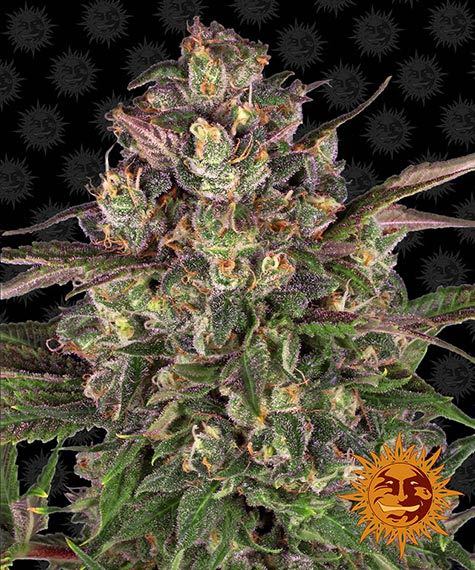 Peyote Critical Barney's Farm
