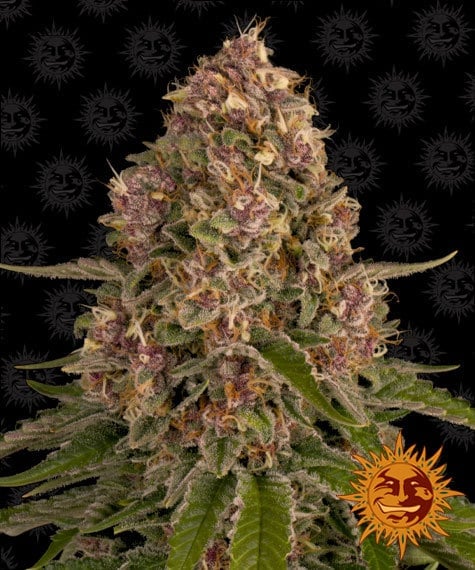 Pink Kush Barney's Farm